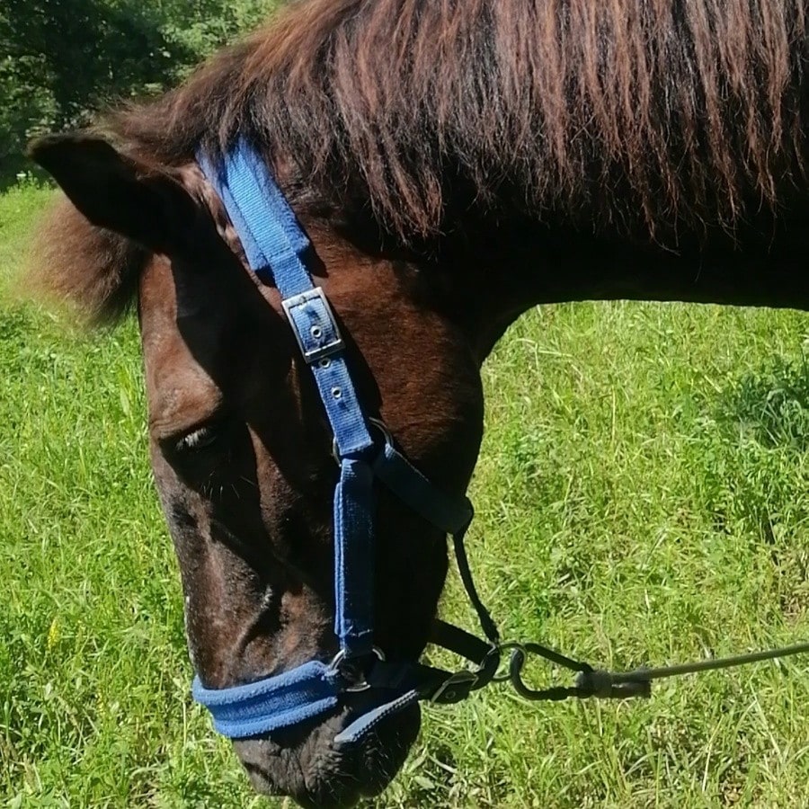 Wear-Resistant Webbing Horse Bridle, Bridle, Equestrian Bridle, Horse Stable Equipment, Horse Walking Leash, Webbing Bridle